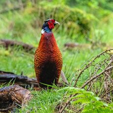 Snaizeholme Pheasant