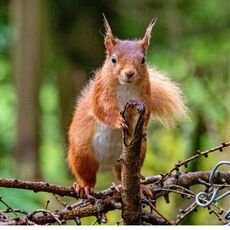Snaizeholme Red Squirrel 1