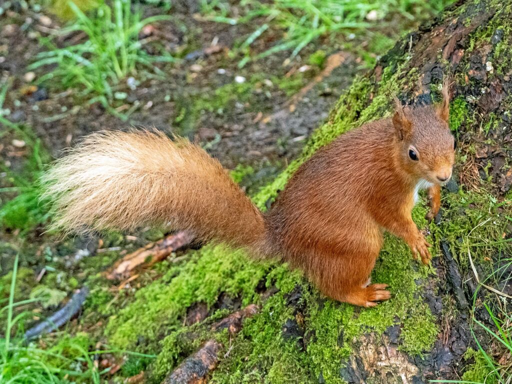 Snaizeholme Red Squirrel 3