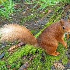 Snaizeholme Red Squirrel 3