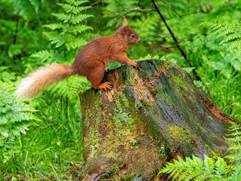 Snaizeholme Red Squirrel 2