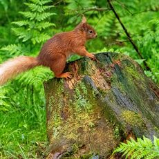Snaizeholme Red Squirrel 2