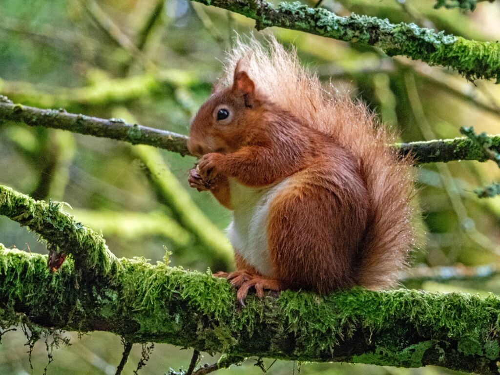 Snaizeholme Red Squirrel 4