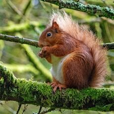 Snaizeholme Red Squirrel 4
