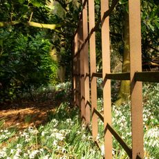 Snowdrops in the Sunshine