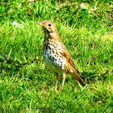 Song Thrush, Spiceball Park