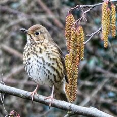 Song Thrush, Grimsbury Reservoir