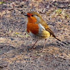 Robin,Spiceball Park