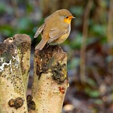 Robin, Spiceball Park