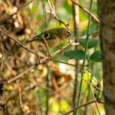Goldcrest, Spiceball Park
