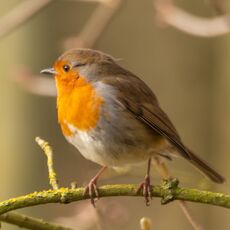 Robin, Spiceball Park