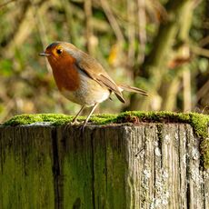 Robin, Spiceball Park
