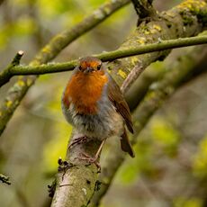 Robin, Spiceball Park