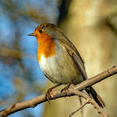 Robin, Spiceball Park