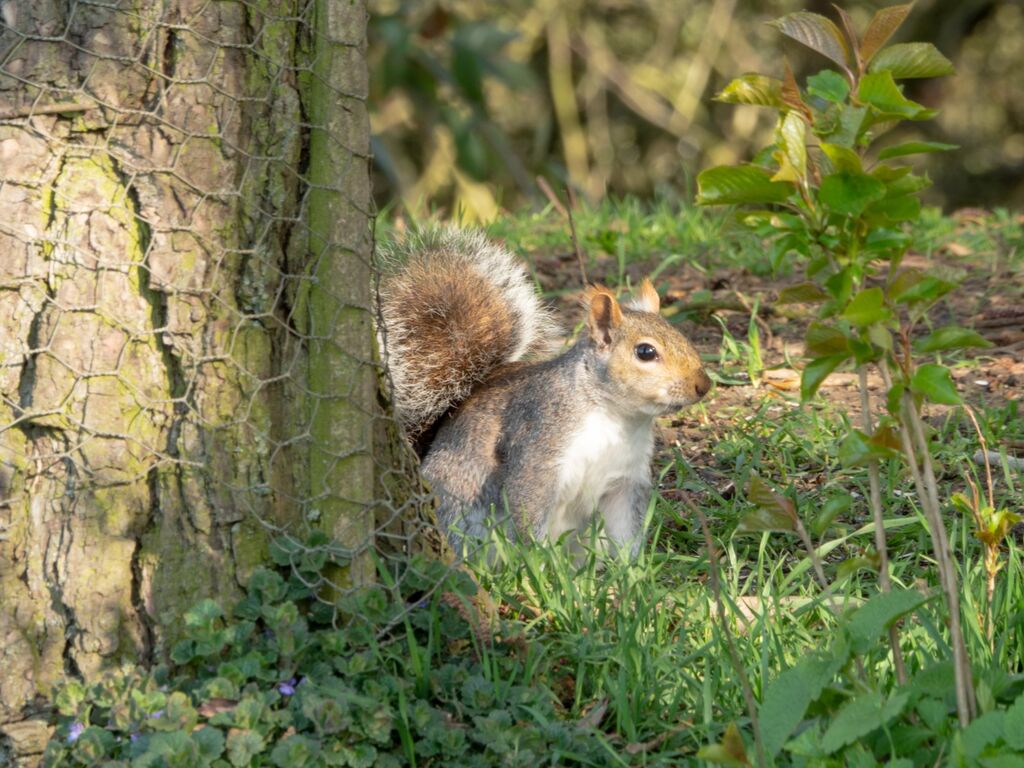 Squirel, Spiceball Park