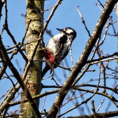 Great Spotted Woodpecker, Spiceball Park