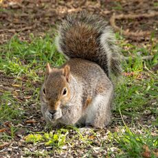Squirel, Spiceball Park