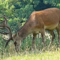 Stag at Adderbury Lakes Nature Reserve