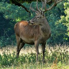 Stag at Adderbury Lakes Nature Reserve