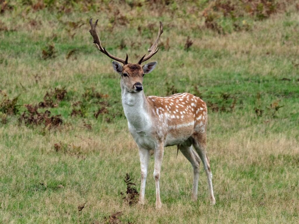 Bradgate Park Deer