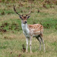 Bradgate Park Deer