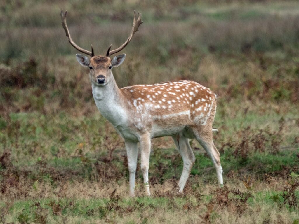Bradgate Park Deer