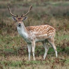 Bradgate Park Deer
