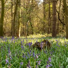 Bluebells in Stoke Woods
