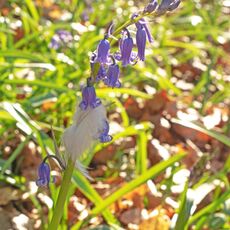 Bluebell & Feather