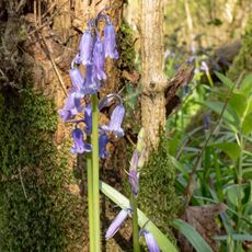 Bluebell, Stoke Woods