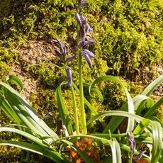 Bluebell, Stoke Woods