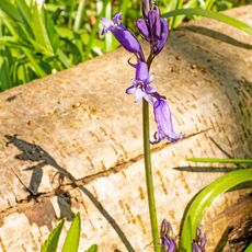 Bluebell, Stoke Woods