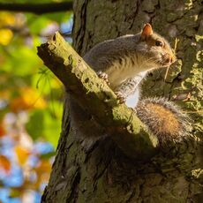 Squirrel at Stoke Woods