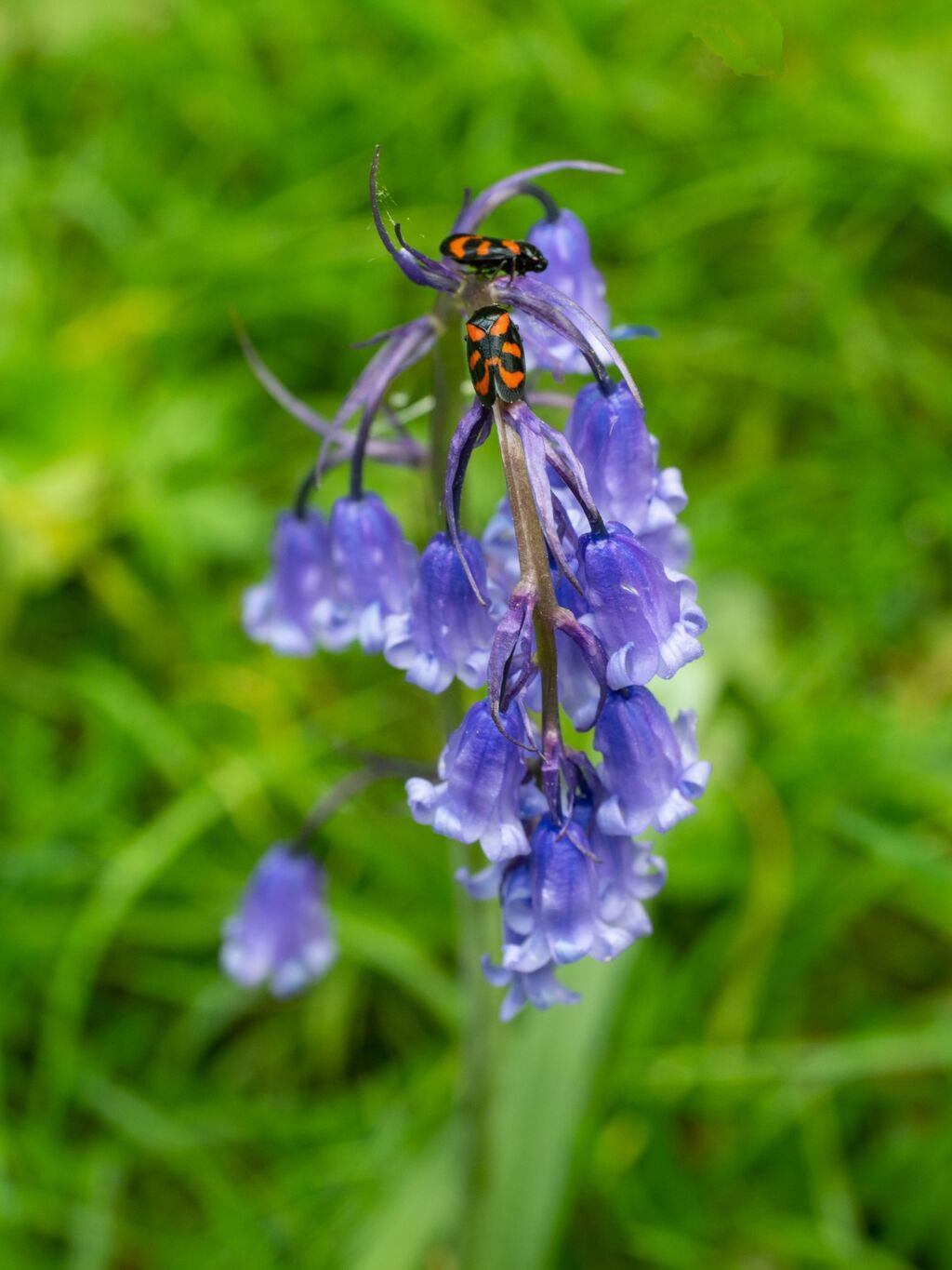 Stoke Woods Bluebells and Insects