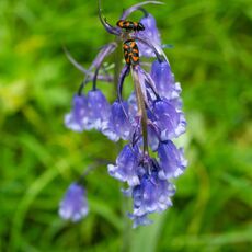 Stoke Woods Bluebells and Insects