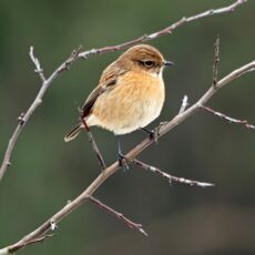 Stonechat, Grimsbury Reservoir