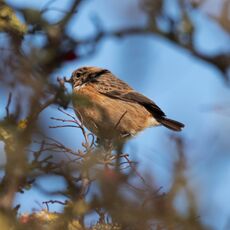 Stonechat, Grimsbury Reservoir