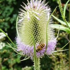 Teasel at Adderbury Lakes