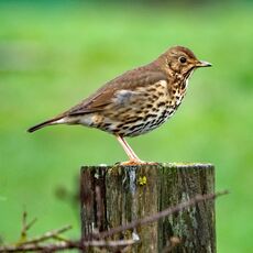Thrush, Grimsbury Reservoir