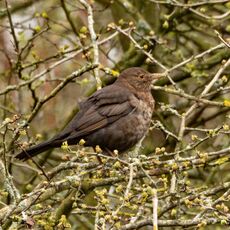Blackbird, Spiceball Park