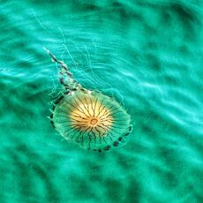 Jellyfish
