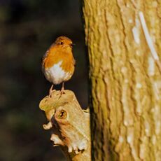 Robin, Oxford Canal Towpath