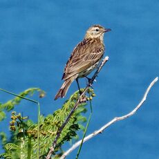 Pipit, Dinas Island