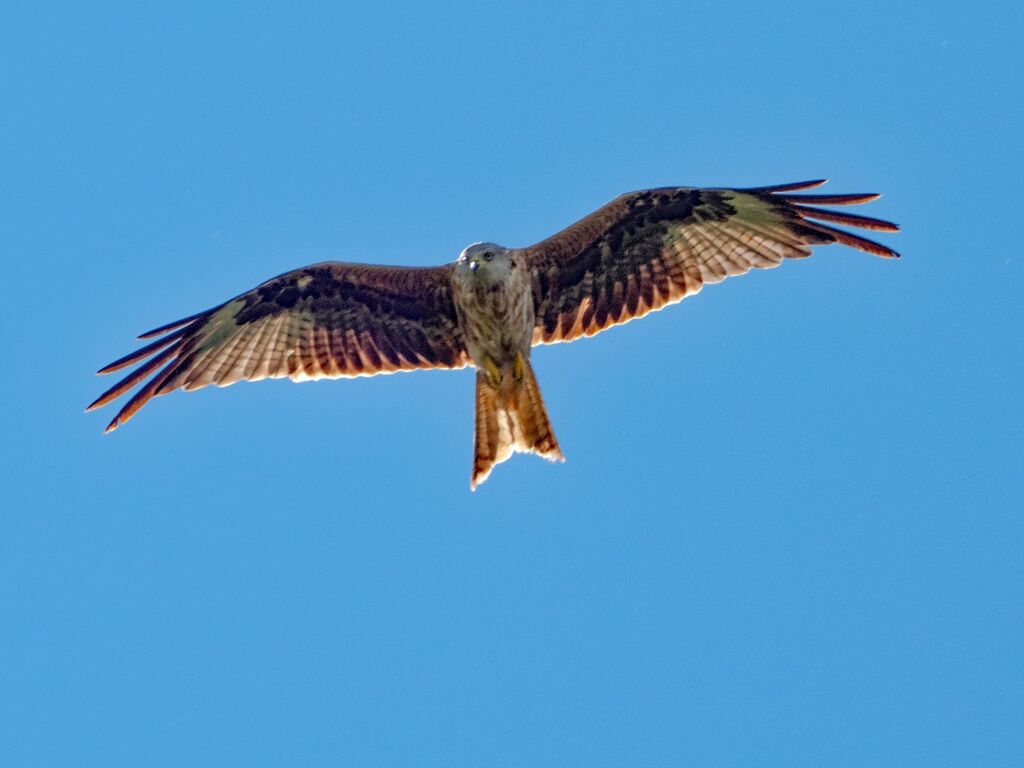 Watlington Hill Red Kite 29