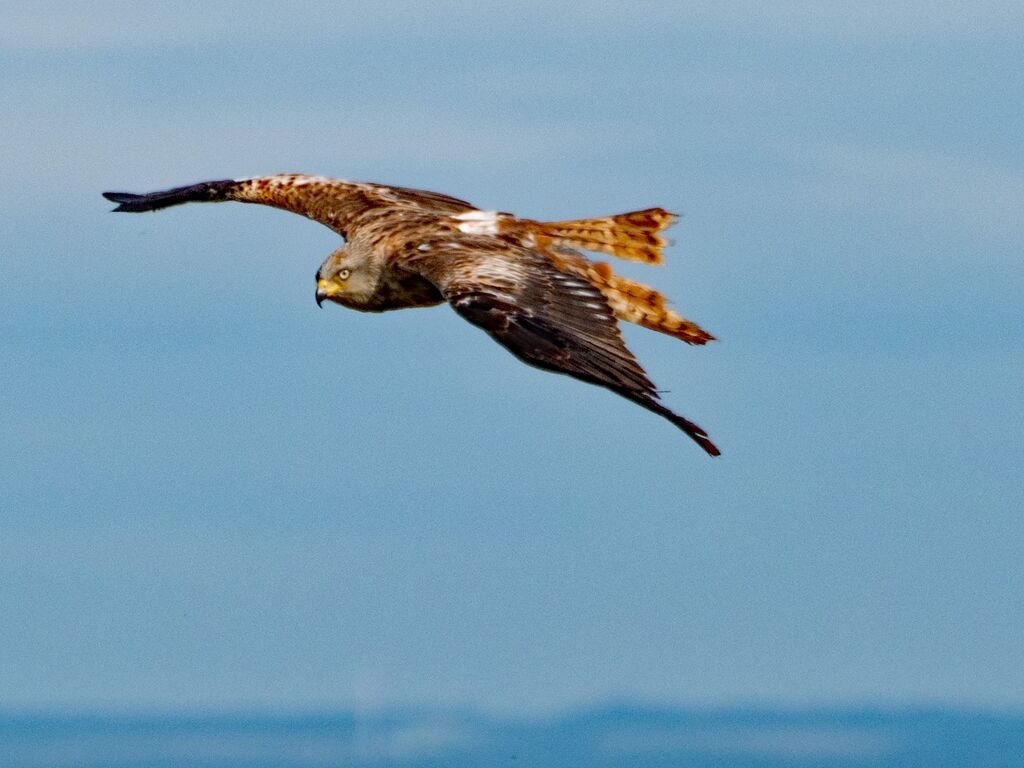 Watlington Hill Red Kite 30