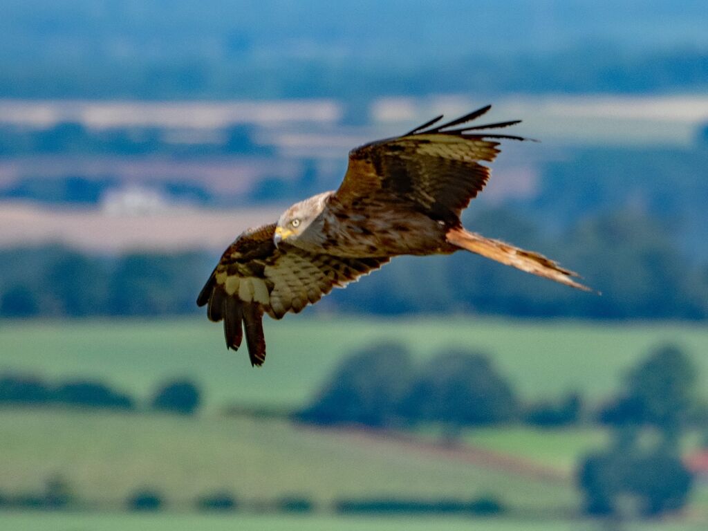 Watlington Hill Red Kite 31