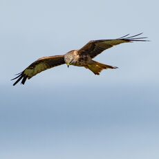Watlington Hill Red Kite 32
