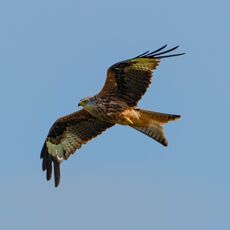 Watlington Hill Red Kite 33