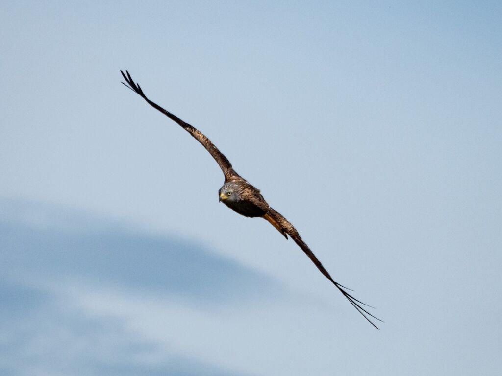 Watlington Hill Red Kite 35