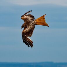 Watlington Hill Red Kite 36